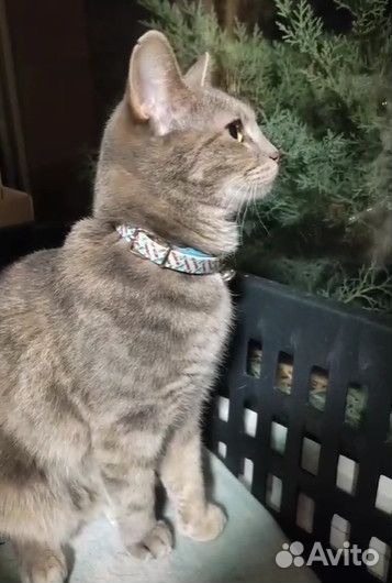 Трехцветная кошечка