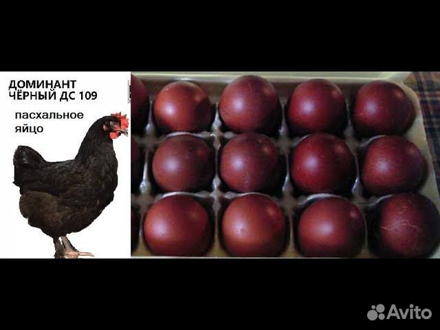 Инкубационное яйцо и цыплята Пасхальное яйцо