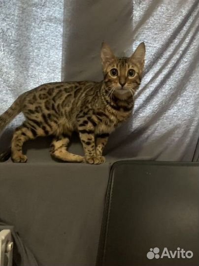 Котята бенгалы-метисы