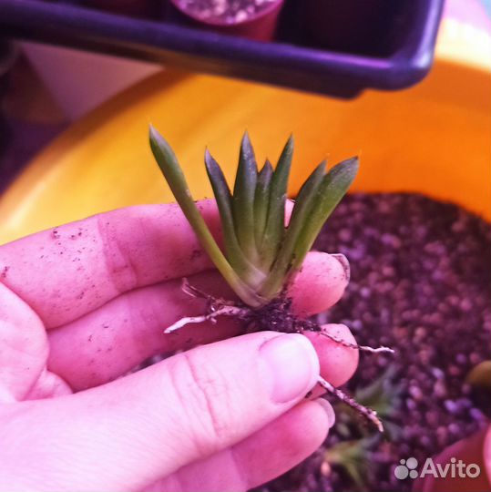 Хавортия трунката гибрид