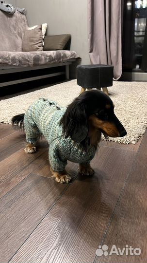 Комбинезон зимний доя таксы