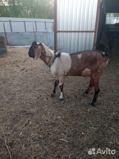 Дойные козы