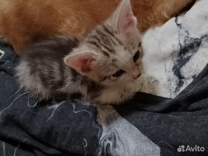 Котята в добрые руки даром бесплатно