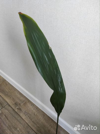 Аспидистра Высокая Элатиор