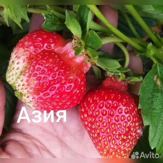 Рассада клубники, в стаканах, посадка до мороза