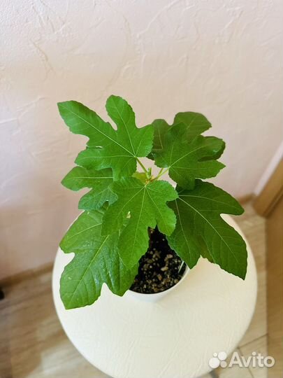 Инжир, сорт (Сладкоежка)