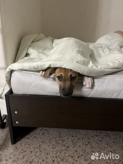 Питбуль, метис, мальчик