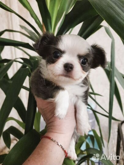 Длинношерстный чихуахуа