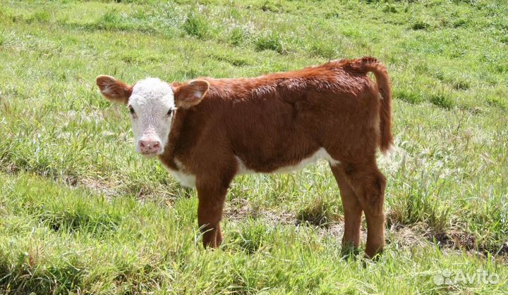 Корова+теленок (девочка)