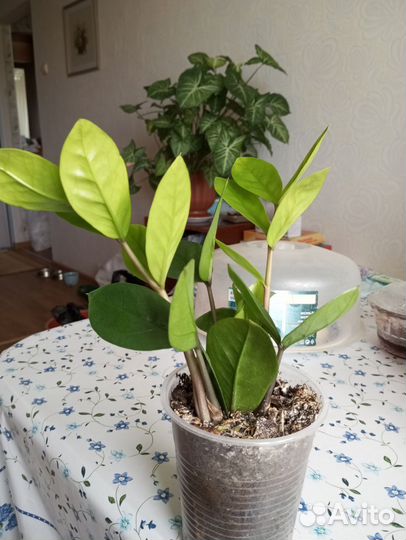 Замиокулькас