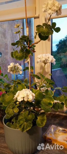 Пеларгония герань