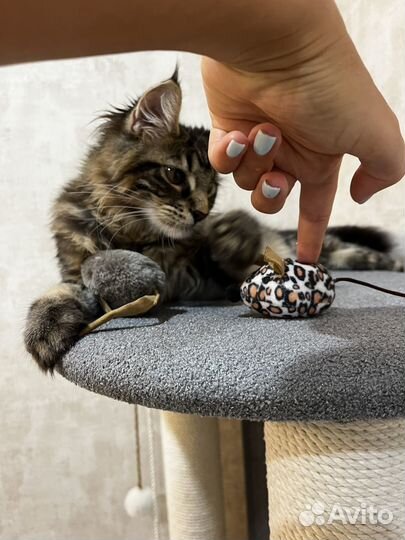 Передержка Вашего Питомца