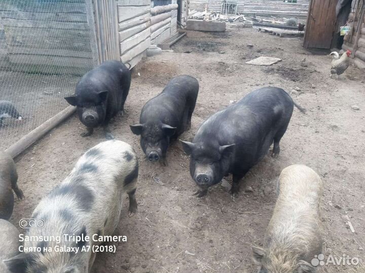 Вьетнамские вислобрюхие поросята