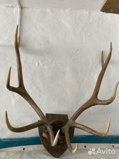 Рога марала