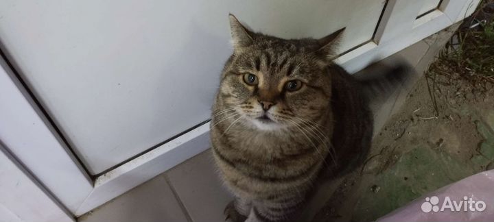 Кошка потеряшка