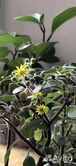 Аихризон дерево любви и счастья