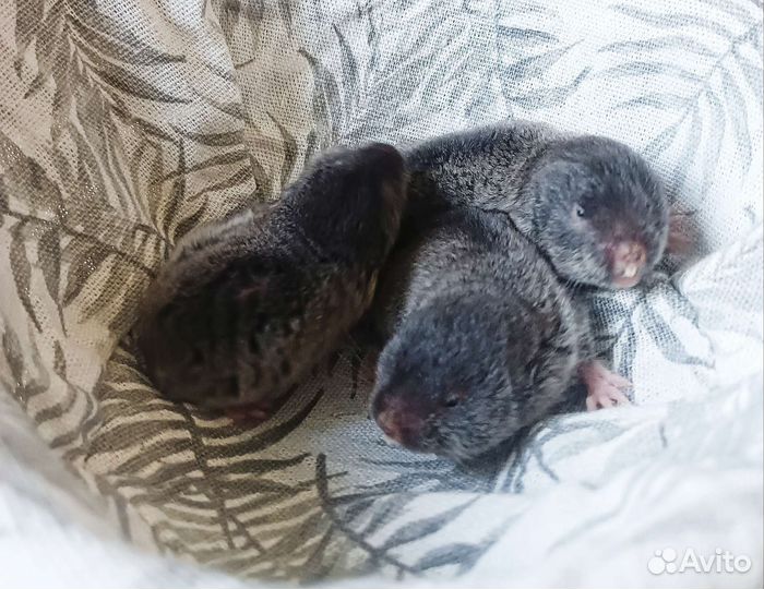 Слешушонка восточная, малыши