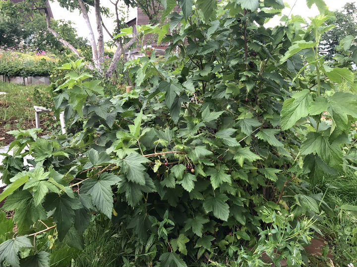 Участок 10,1 сот. (СНТ, ДНП)