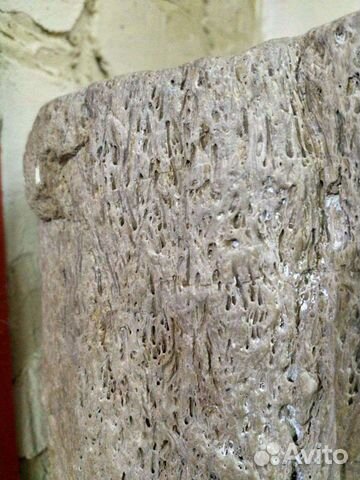 Окаменевший фрагмент ствола папоротника Tempskya