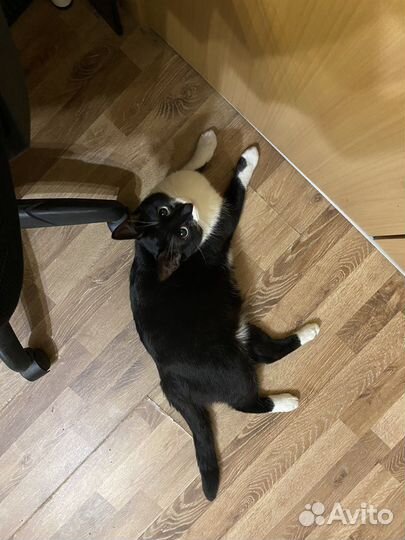 Кот найденыш