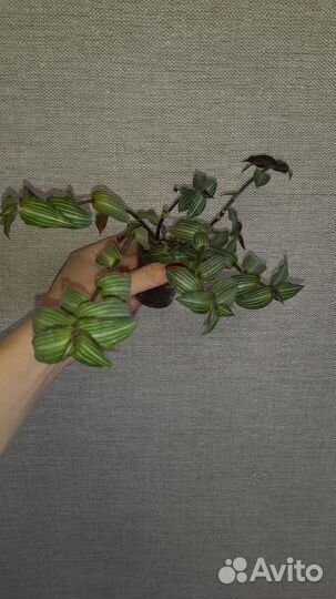 Традесканции