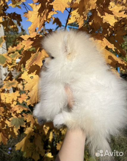 Щенки шпица мини
