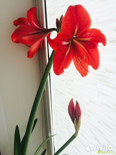 Гиппиаструм красный