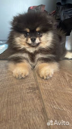 Померанский шпиц медвежьего типа