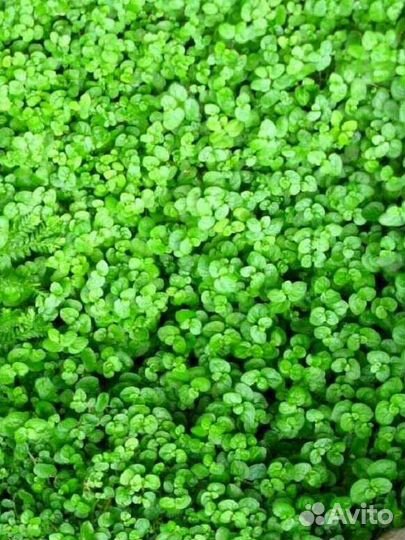 Почтой РФ - Газон для ленивых цветет май-июнь