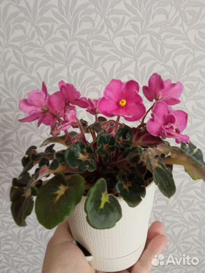 Фиалки цветущие сортовые