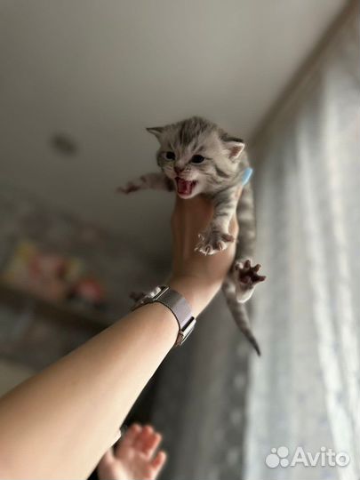 Котятки