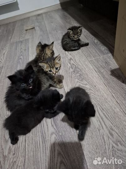 Продам котят