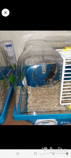 Клетки с джунгариками