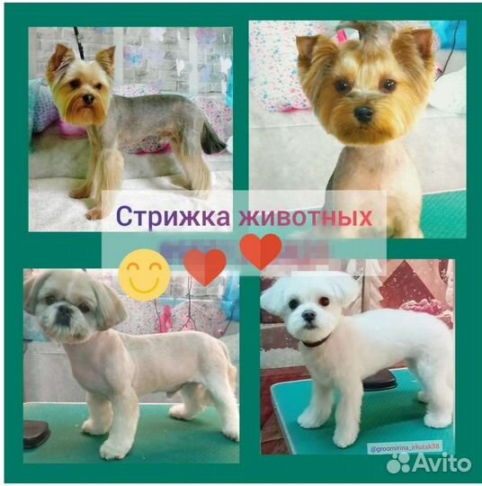 Стрижка собак уход за животными груминг