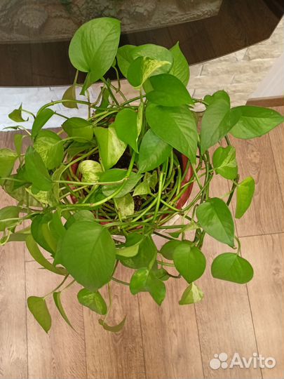 Эпипремнум-Сциндапсус