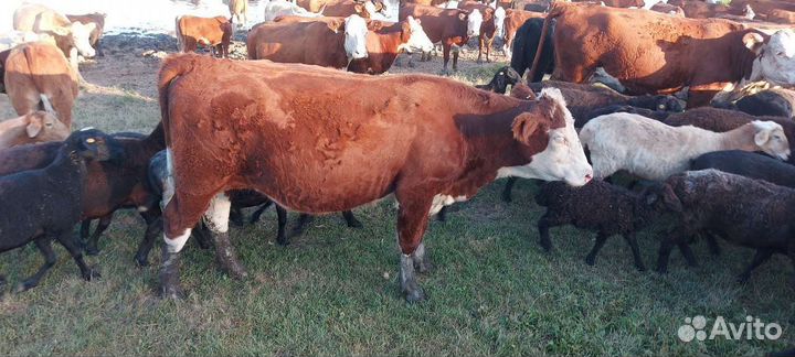 Нетели (Герефорды)