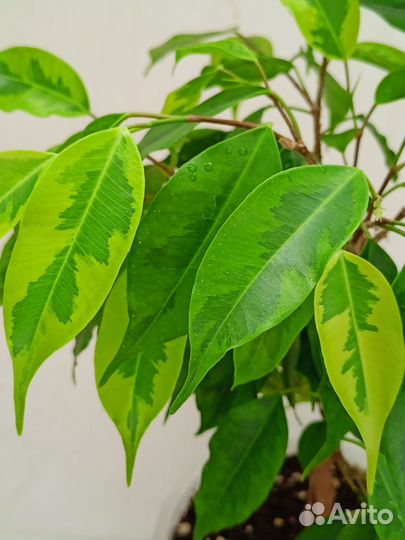 Фикус Бенджамина Регидан