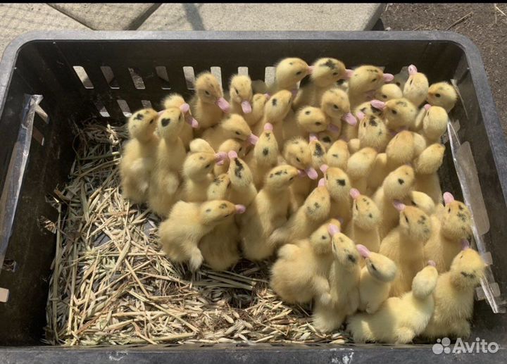 Утята муларды