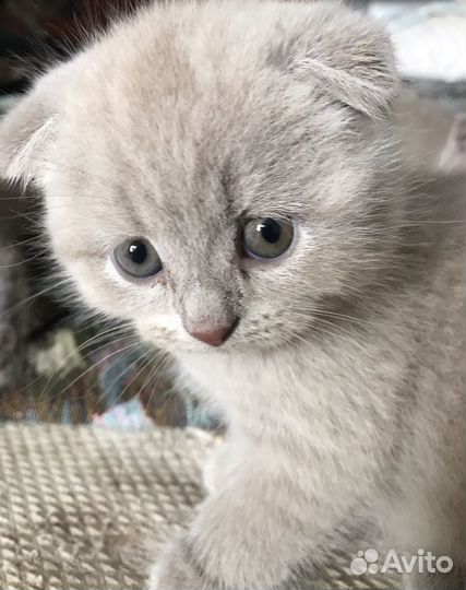 Британский вислоухий котенок