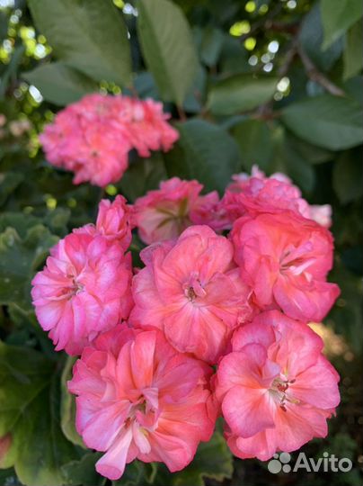 Пеларгония Юв-Луксор