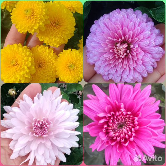 Хризантема мультифлора и корейская