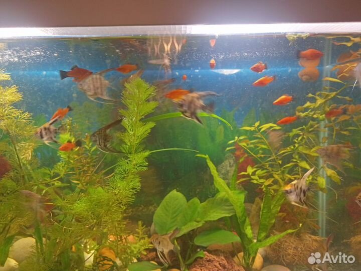 Продам рыбок