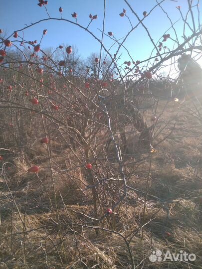 Конные прогулки на лошадях