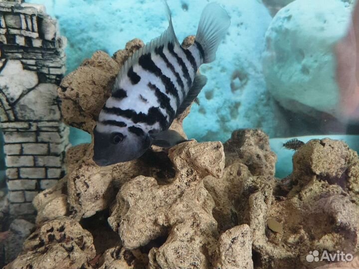 Аквариумные рыбки цихлиды