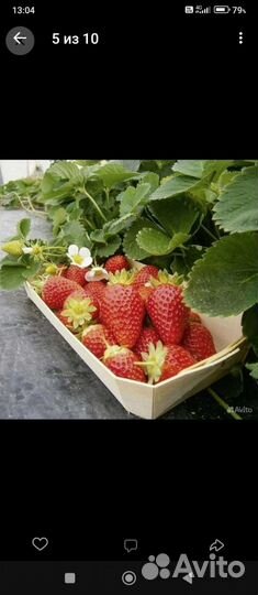 Рассада клубники