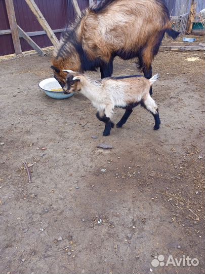 Продам козлов