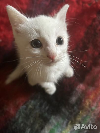 Котенок белый кришнаит