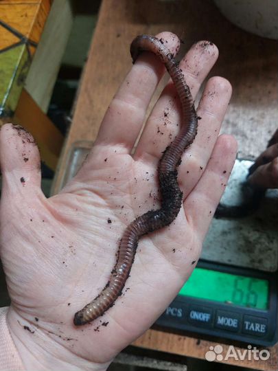 Червь дендробена