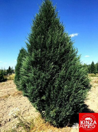 Можжевельник блю эрроу всех размеров