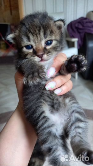 Котенок в добрые руки